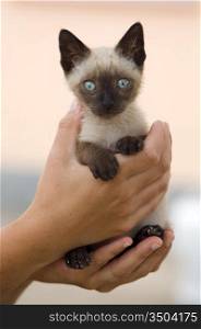 Precious little Siamese cat caught between hands