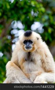 Precious specimen of Gibbon of golden cheeks. Gibbon of golden cheeks, Nomascus gabriellae