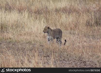 Predator cheetah sneaking up in savanna