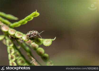 Predatory Stink Bug on Plants