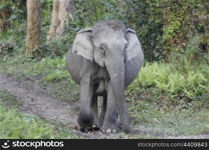 pregnant Asian elephant in the wild