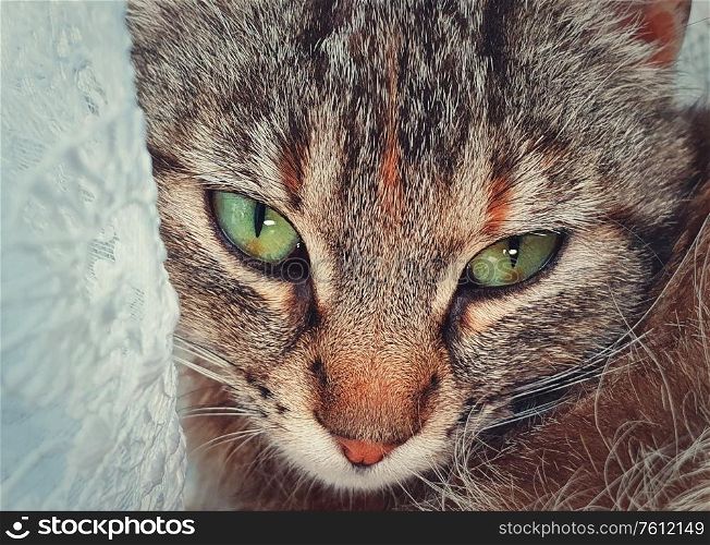 Pregnant cat face, close up portrait, lay down indoors hiding behind a curtain. Adorable kitty looking with marvelous green eyes to camera.