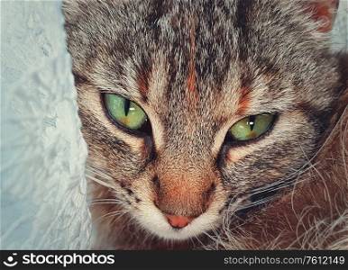Pregnant cat face, close up portrait, lay down indoors hiding behind a curtain. Adorable kitty looking with marvelous green eyes to camera.