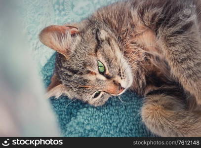 Pregnant cat laying down on the carpet indoors, hiding behind a curtain to find a place where to give birth little kittens. Adorable kitty looking big green eyes to camera.