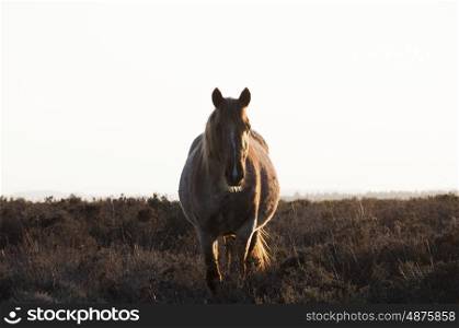 Pregnant New Forest Mare Roaming Free