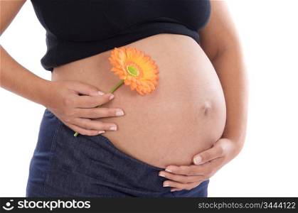 Pregnant whit flower a over white background