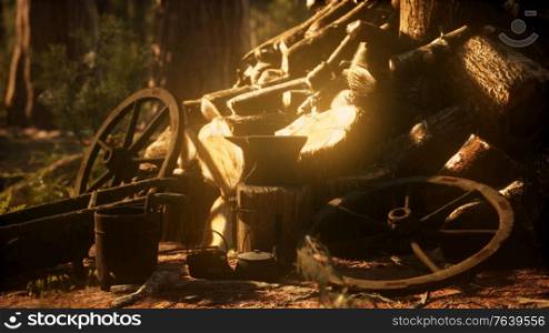 Preparation of firewood for the winter in forest at sunset