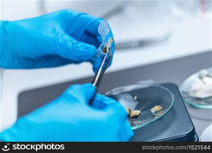 Preparing Micro Doses of Psilocybin Mushrooms in Science Laboratory for Experiment