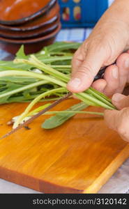 Preparing some fresh wild chicory to be cooked