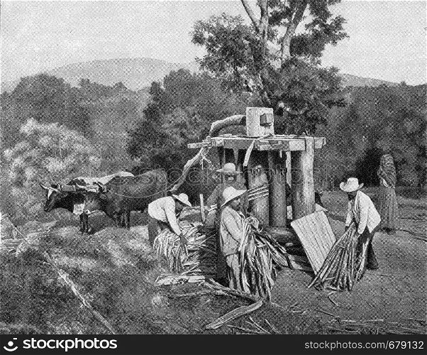 Press to extract juice from sugar cane, El Salvador, vintage engraved illustration. From the Universe and Humanity, 1910.