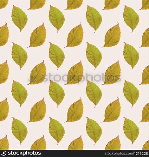 Pressed leaves pattern. Spring botany background. Pressed leaves pattern. Spring botany background.