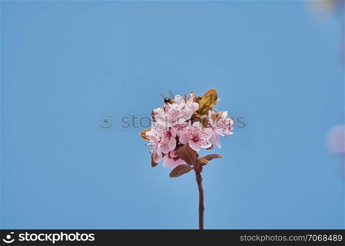Pretty almond tree with pink flowers in the month of February