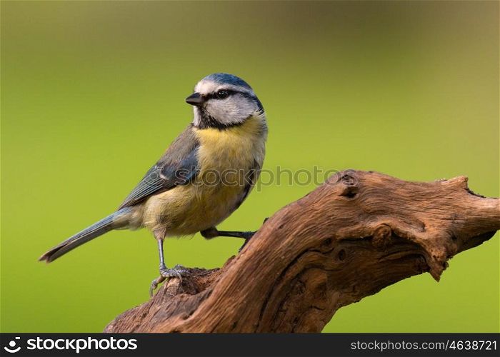 Pretty bird perched on a branch on nature