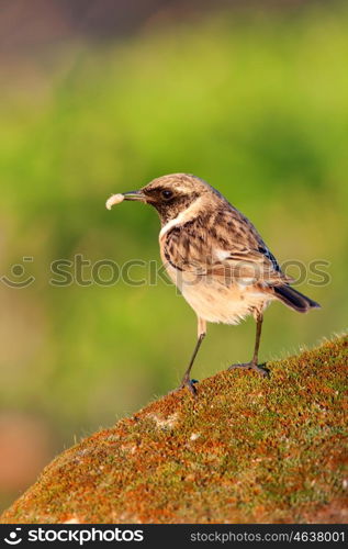 Pretty bird perched on a stone with moss on nature