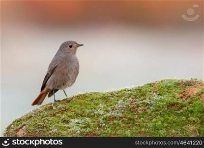 Pretty bird perched on a stone with moss on nature