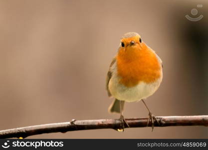 Pretty Bird With a Nice Orange Red Plumage in the Nature