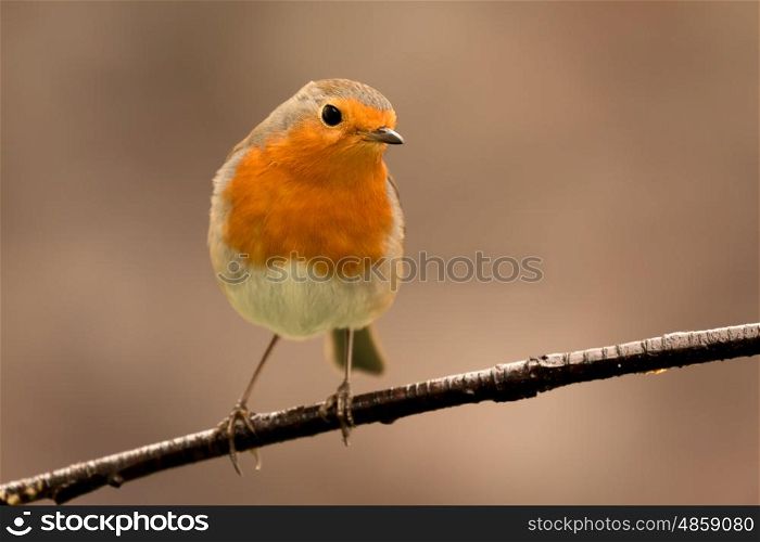 Pretty Bird With a Nice Orange Red Plumage in the Nature