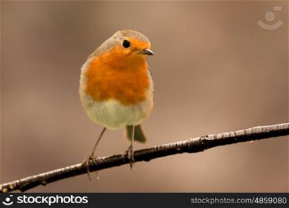 Pretty Bird With a Nice Orange Red Plumage in the Nature