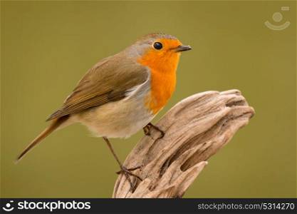 Pretty bird With a nice orange red plumage in the nature