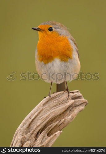 Pretty bird With a nice orange red plumage in the nature
