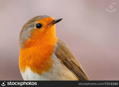 Pretty Bird With a Nice Orange Red Plumage in the Nature looking up