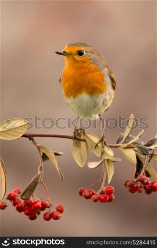 Pretty bird with a nice orange red plumage on a branch full of red berries