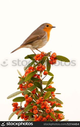 Pretty bird with a nice orange red plumage on a branch full of red berries