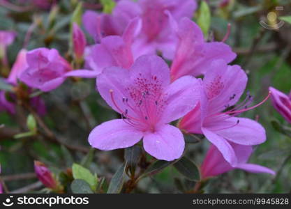 Pretty blooming pink azalea flower blossoms in a garden.