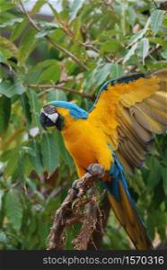Pretty blue and yellow macaw bird with his wings extended.
