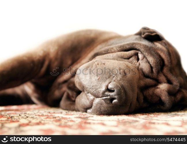 Pretty brown adult shar-pei sleeps on the carpet