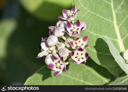 Pretty budding and blooming giant milkweed flower blossoms in Aruba.