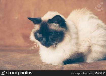 Pretty cat is sitting on a sofa and relaxing