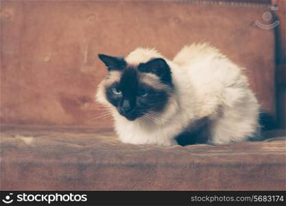 Pretty cat is sitting on a sofa and relaxing