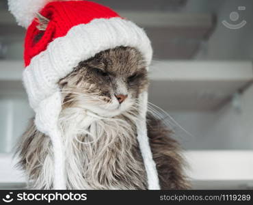 Pretty, charming kitty of gray color and Christmas wool hat. Close-up, isolated background. Studio photo, white color. Concept of care, education, obedience training and raising pets. Young kitty in a red wool hat