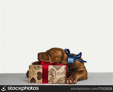 Pretty, charming puppy of chocolate color and bright boxes with gifts. Close-up, isolated background. Studio photo, white color. Concept of care, education, obedience training and raising pets. Young, charming puppy and a festive box