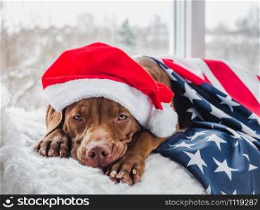 Pretty, charming puppy of chocolate color and christmas decorations. Close-up, isolated background. Studio photo, white color. Concept of care, education, obedience training and raising pets. Young, charming puppy and decorations. Close up