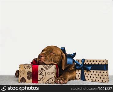 Pretty, charming puppy of chocolate color andand bright boxes with gifts. Close-up, isolated background. Studio photo, white color. Concept of care, education, obedience training and raising of animals. Young, charming puppy and a festive box