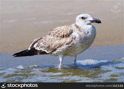 Pretty common gull. Pretty common gull on the beach a summer day