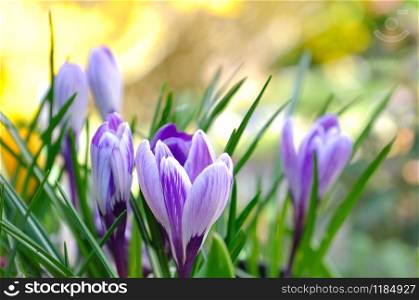 pretty crocus on colorful background