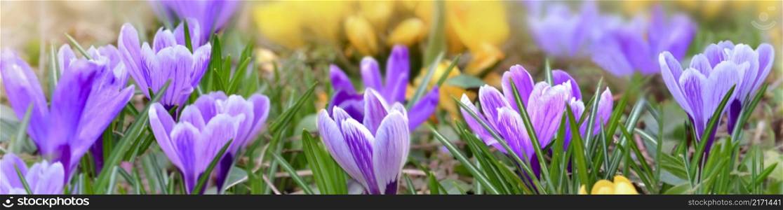 pretty crocus yellow and pink blooming in a meadow in panoramic view