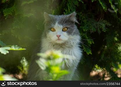 Pretty cute cat is sitting on the meadow. Concept healthy and active pet lifestyle. Cat in garden. Cat portrait close up