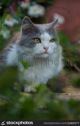 Pretty cute cat is sitting on the meadow. Concept healthy and active pet lifestyle. Cat in garden. Cat portrait close up.. Cat model portrait. Portrait of cat. Outdoor nature relax concept. Pretty happy cat enjoying nature