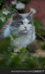 Pretty cute cat is sitting on the meadow. Concept healthy and active pet lifestyle. Cat in garden. Cat portrait close up.. Cat model portrait. Portrait of cat. Outdoor nature relax concept. Pretty happy cat enjoying nature