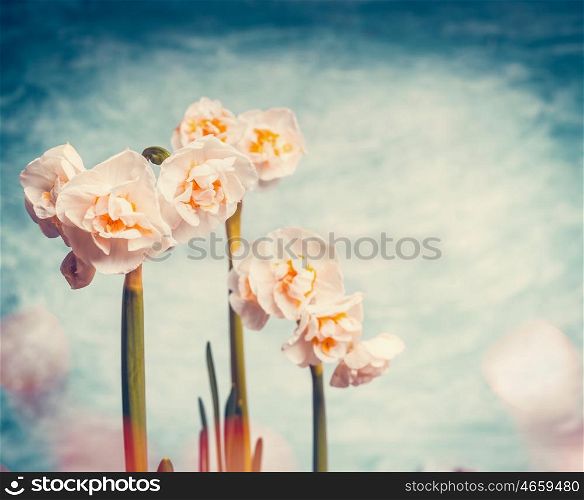 Pretty daffodils on bokeh sky background, spring nature and flowers concept