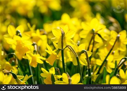 pretty field of daffodils in full bloom