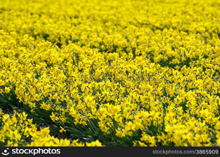 pretty field of daffodils in full bloom