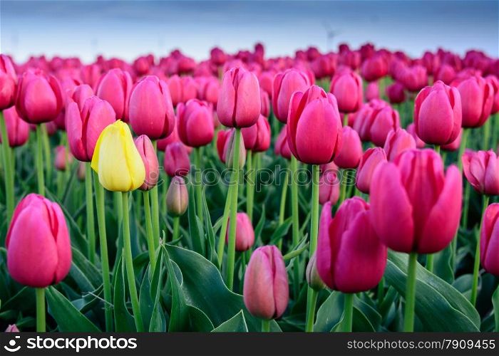 pretty field of tulips in full bloom