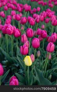 pretty field of tulips in full bloom