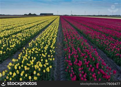 pretty field of tulips in full bloom