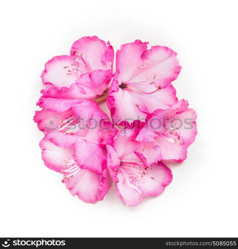 Pretty floral composing with pink flowers on white background